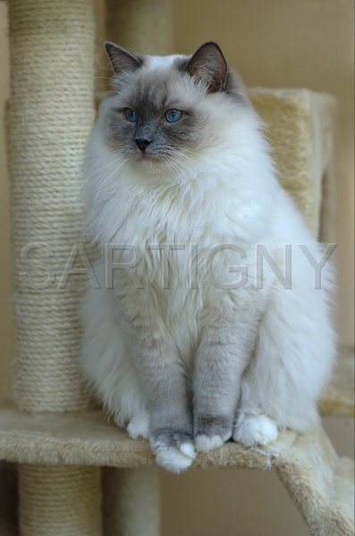 RAGDOLLS 015.jpg
